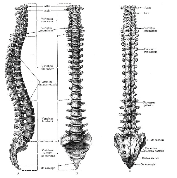 vertebră mare în regiunea cervicală