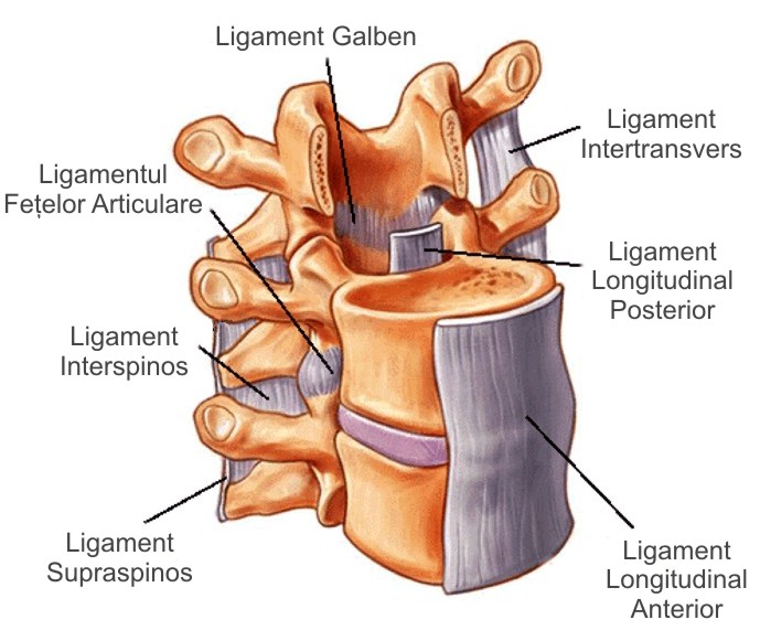 joncțiunea vertebrelor cervicale